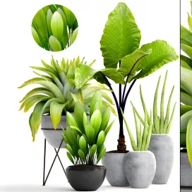 Collection of plants tropical plant